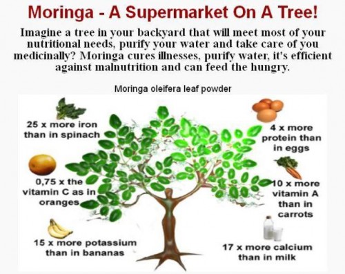Moringa Induces Cancer Cell Death